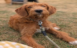 Mixed Breed dogs for sale: Goldendoodle x Fox Red Labrador  - Image 2