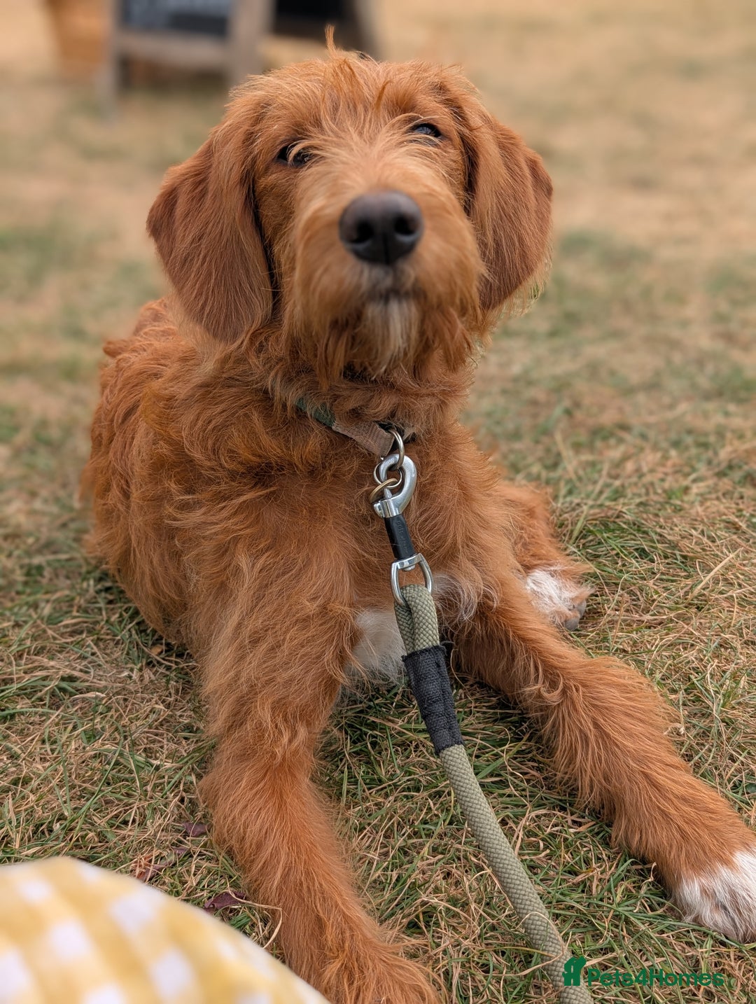 Mixed Breed dogs for sale: Goldendoodle x Fox Red Labrador  - Image 2