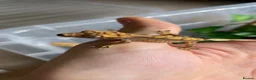 Gecko reptiles for sale: Baby Harley Quinn crested gecko  - Advert 8