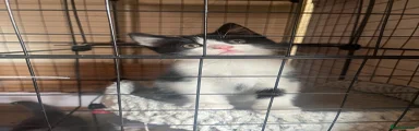 Mixed Breed Kitten 2