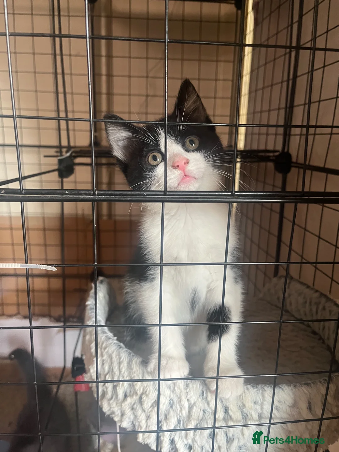 Mixed Breed cats for sale: 2 black and white kittens - Advert 8