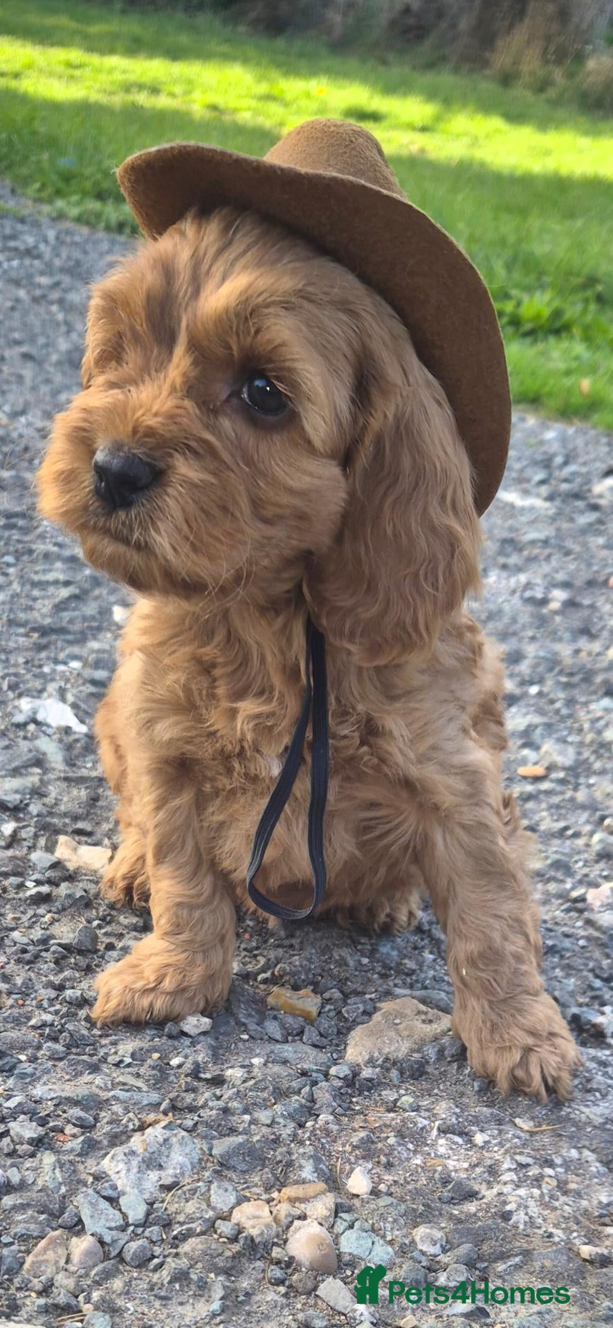 Cockapoo dogs F1  EXTENSIVELY HEALTH TESTED SHOW cockerpoos - Advert 10