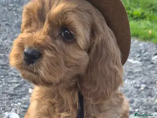 Cockapoo dogs F1 EXTENSIVELY HEALTH TESTED SHOW cockerpoos - Advert 10