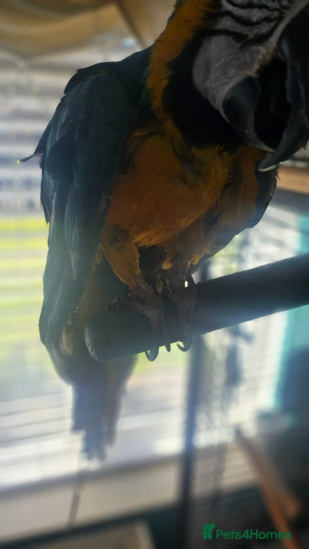 Macaws birds for sale: Charly-Girl  - Advert 4