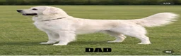 Golden Retriever dogs for sale: Cream kc registered golden retriever pups - Advert 18