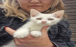 British Shorthair cats for sale: Two beautiful BSH kittens  - Image 1