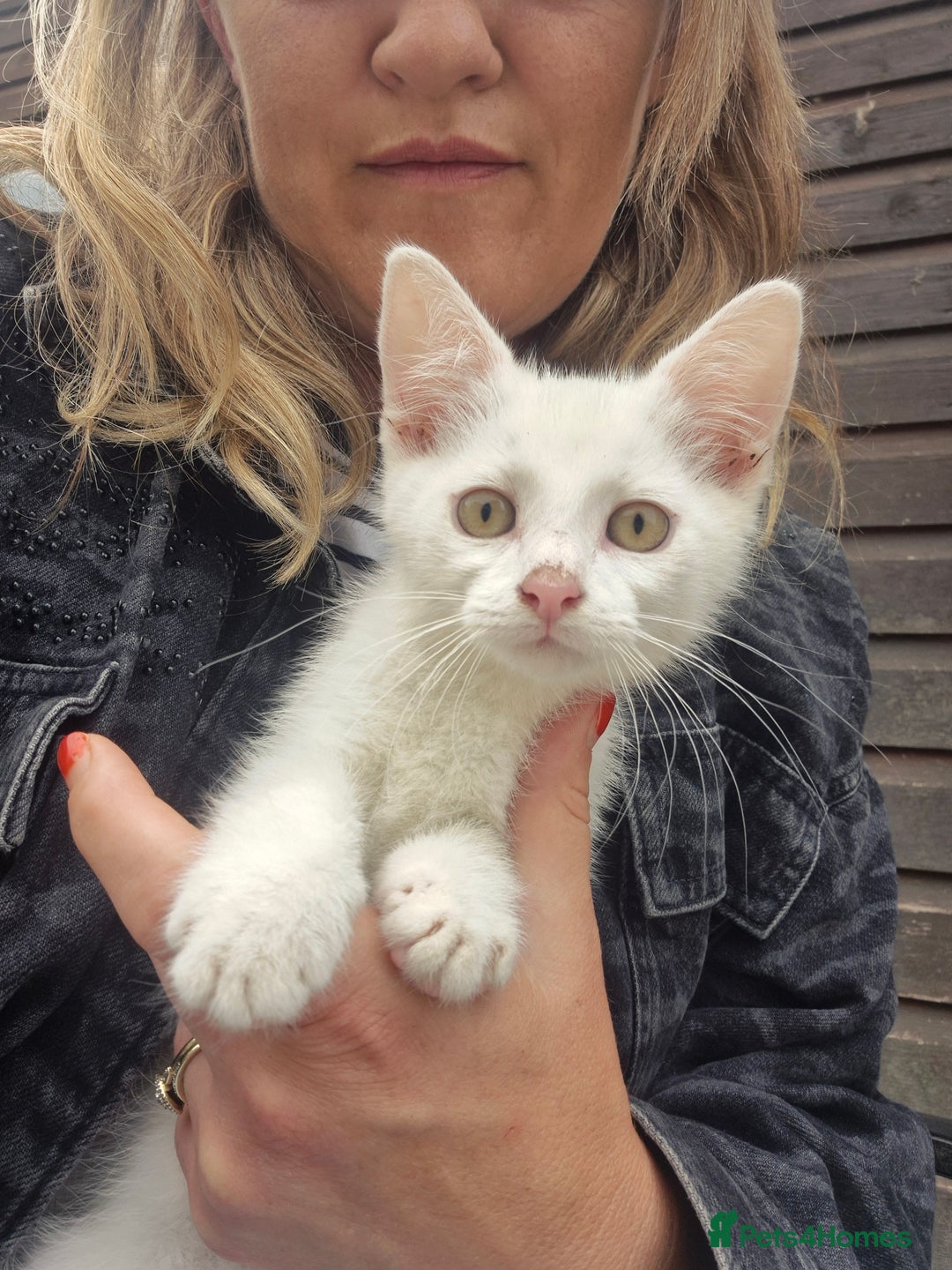 British Shorthair cats for sale: Two beautiful BSH kittens  - Image 1