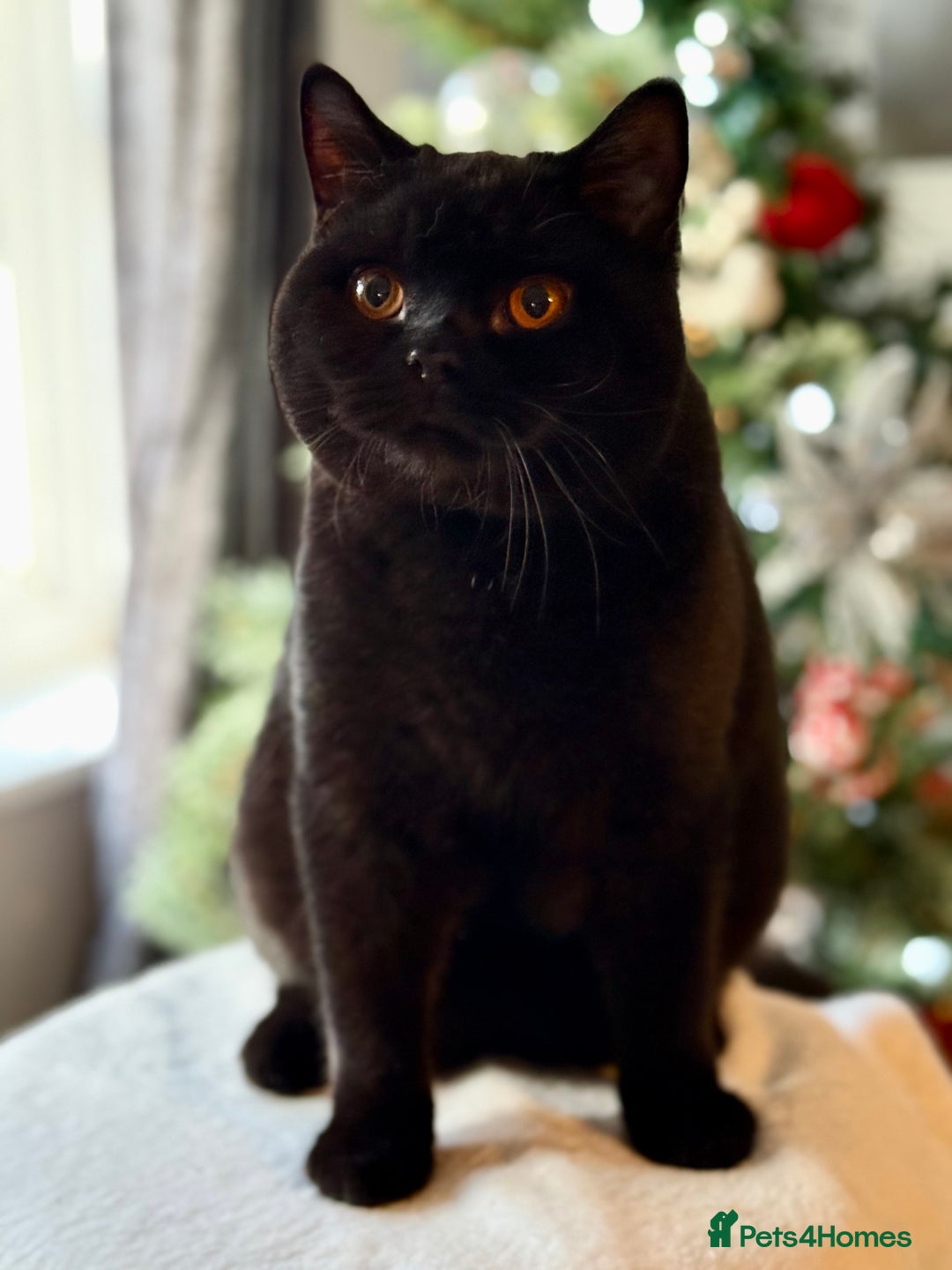 British Shorthair cats for sale: Ian available 😻 in High Wycombe - Advert 3