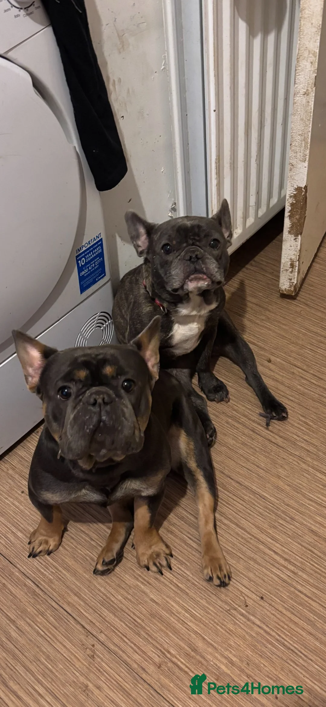 French Bulldog dogs for sale: French bulldog pups ready for forever homes.  - Advert 7