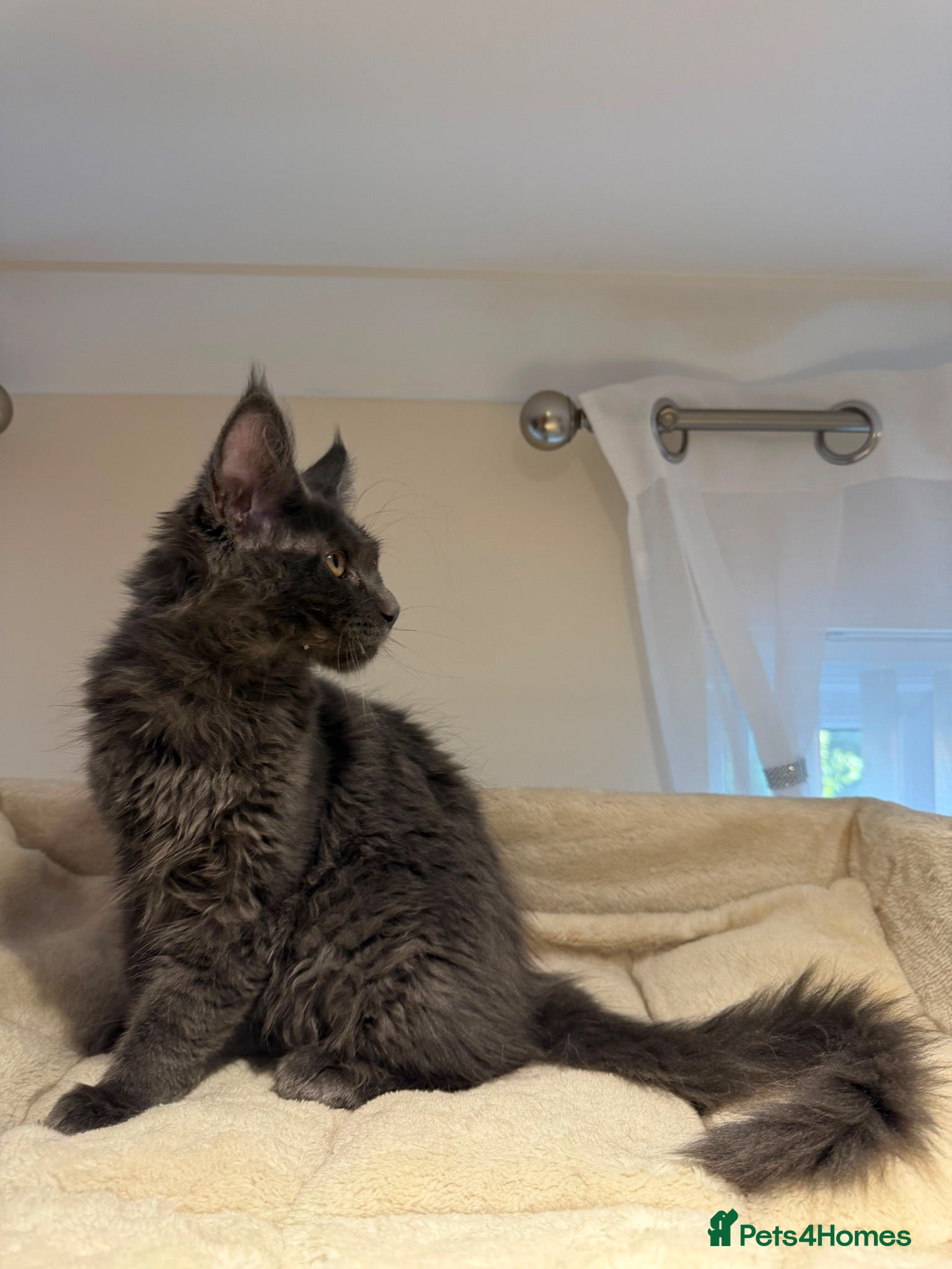 Maine Coon cats Last TICA Registered Maine Coon Boy – Ready Now - Advert 2