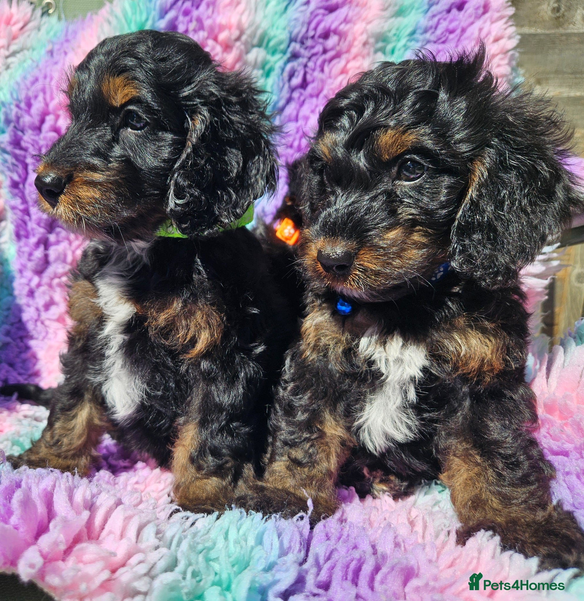 Cockapoo dogs licensed breeder, 2 boys available for loving home - Advert 1