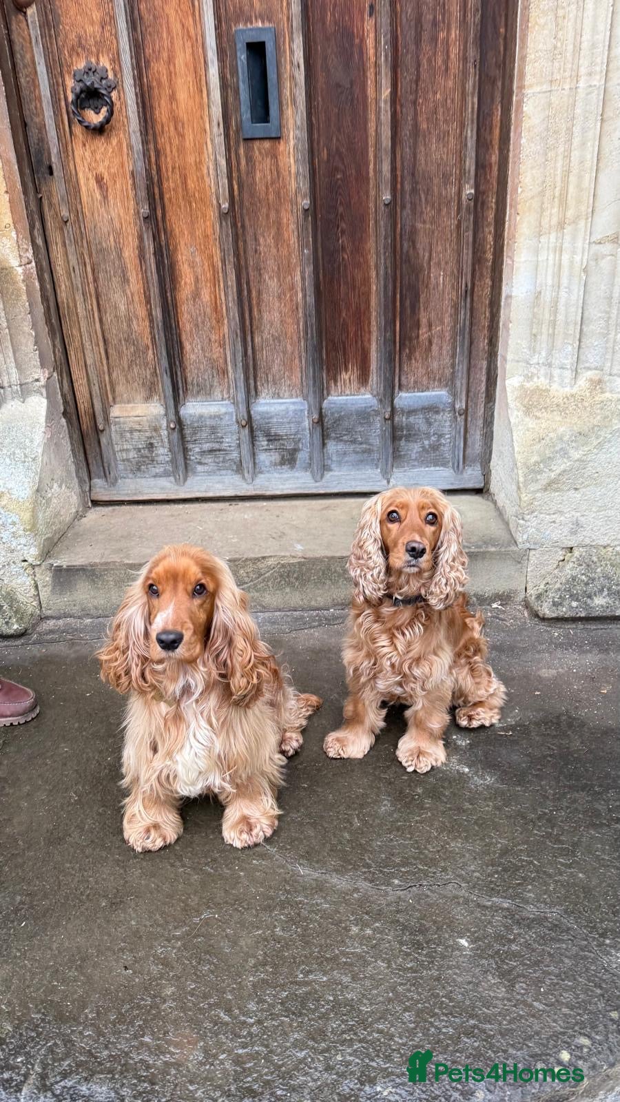 Cocker Spaniel dogs ✨Golden Male LEFT✨ - Advert 13