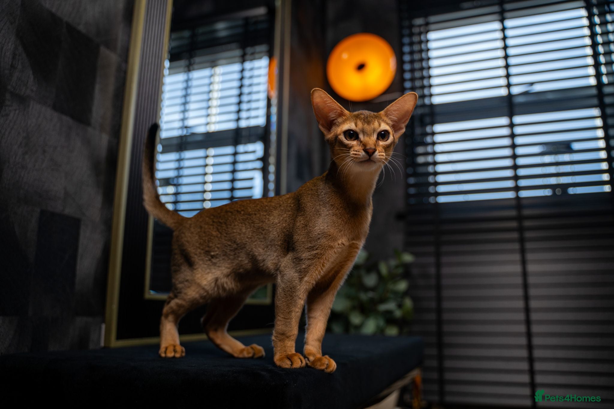 Abyssinian cats Majestic Abyssinian Boy-READY NOW-Champion Line - Advert 2