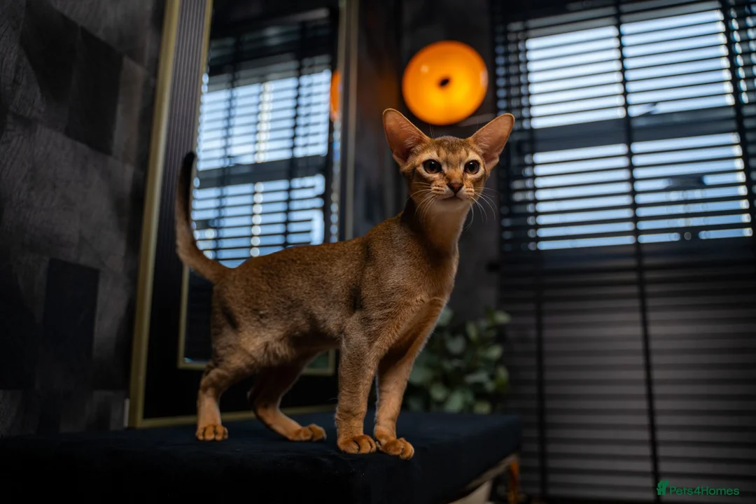 Abyssinian cats for sale: Majestic Abyssinian Boy-READY NOW-Champion Line - Advert 2