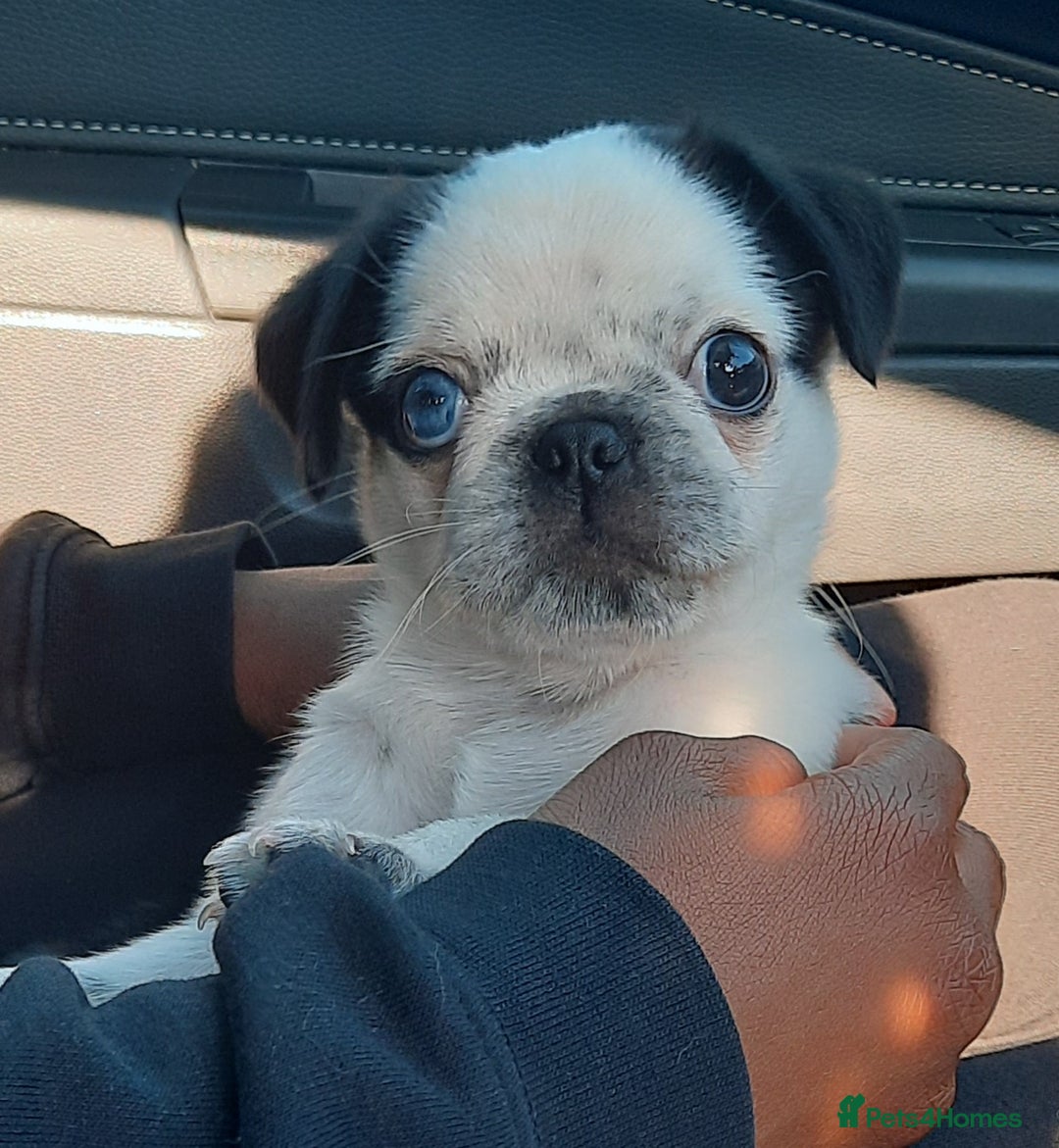Pug dogs for stud: kc panda pug for stud in Blackpool - Image 9
