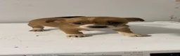 Jack Russell dogs for sale: Jack Russell puppies ready to leave  - Advert 9