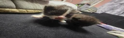 British Longhair cats for sale: Two male kittens - Advert 7