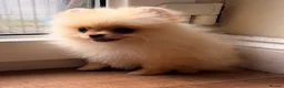 Pomeranian dogs for sale: ✨ Exceptional Pomeranian Puppies – KC Reg ✨ - Advert 3