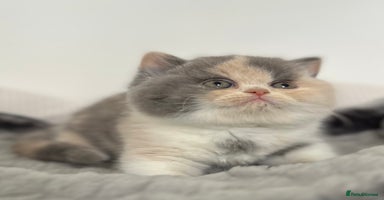 British Shorthair cats Exceptional BSH Girls, Champion Bloodlines - Advert 10