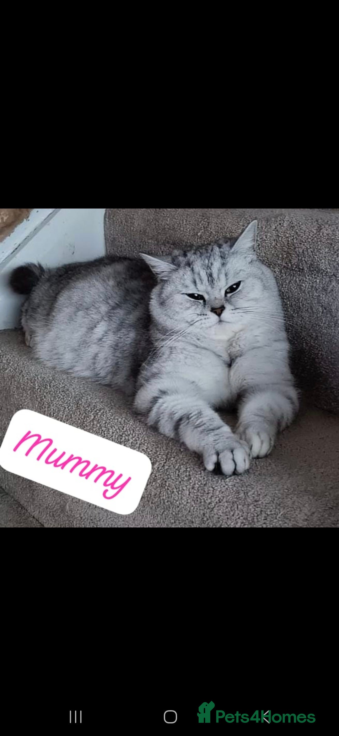 British Shorthair cats for sale: Pedigree British Short-hair kittens  - Image 10