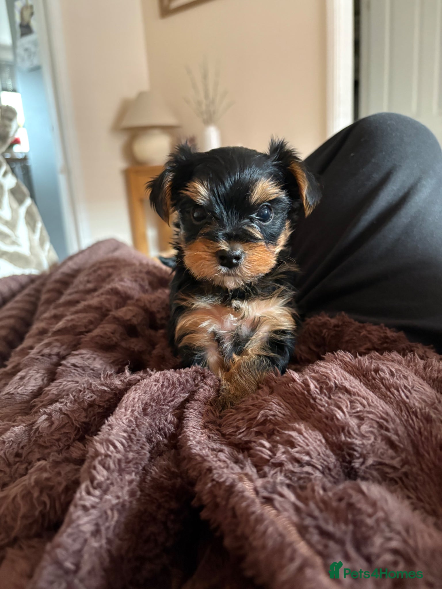 Yorkshire Terrier dogs Yorkshire Terrier boy - Advert 1