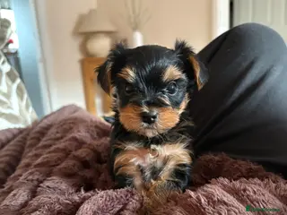 Yorkshire Terrier dogs Yorkshire Terrier boy - Advert 1