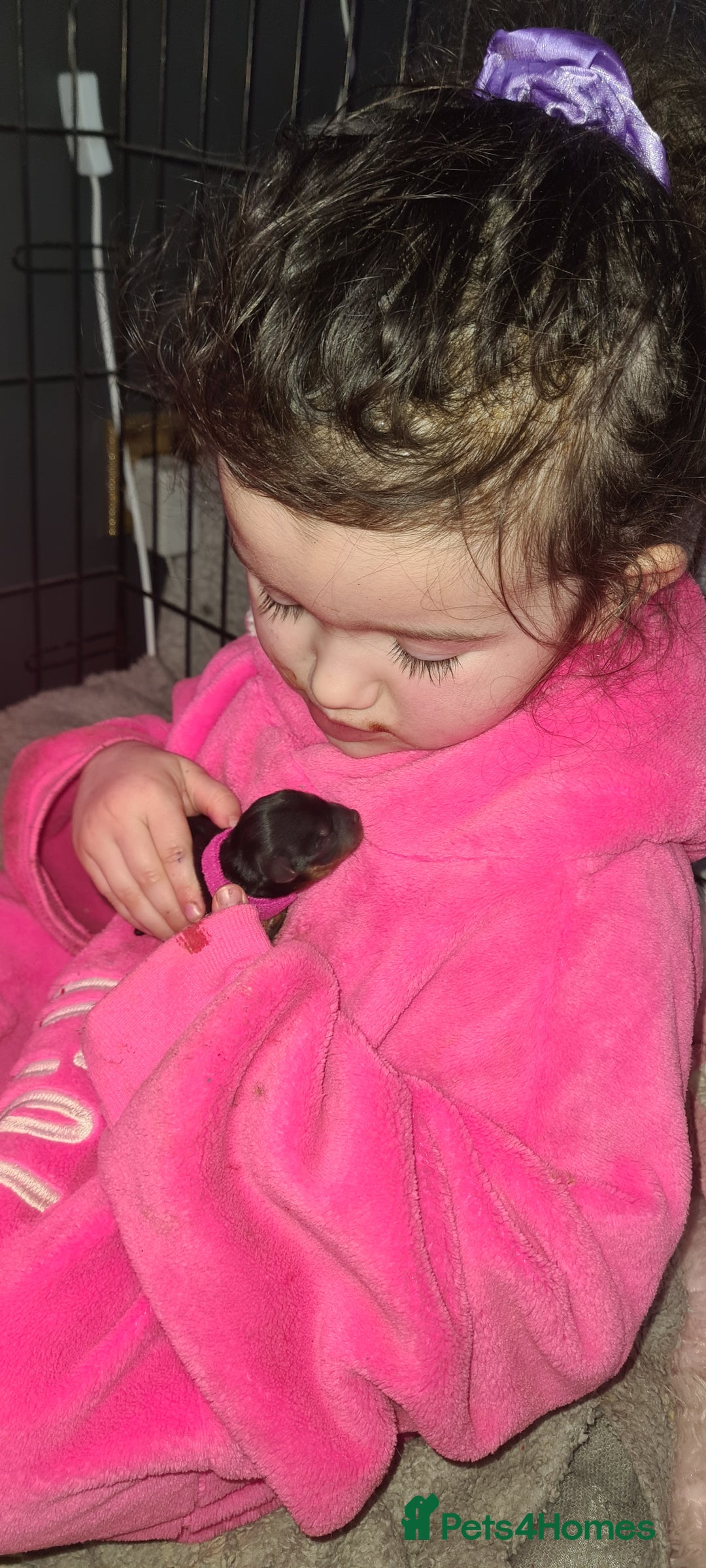 Yorkshire Terrier dogs for sale: Tiny beautiful Yorkshire Terrier - Image 15