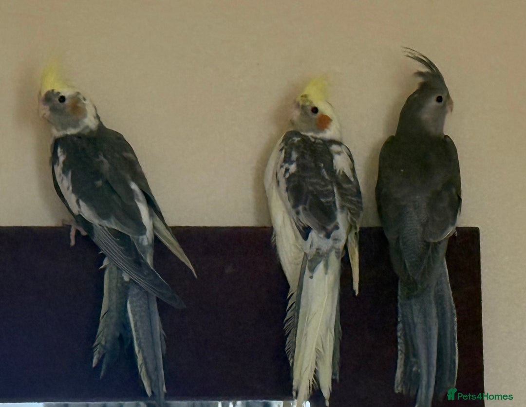 Cockatiels birds for sale: Baby cockatiel birds - Image 4