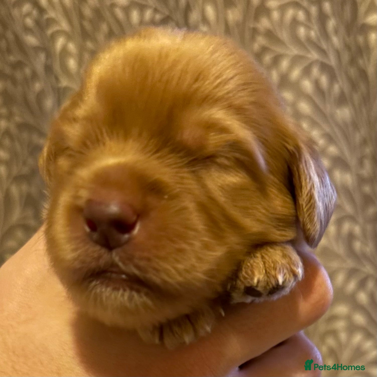 Double Doodle dogs Stunning Standard F3 Labradoodles  - Advert 2