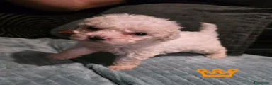 Cockerchon Puppy 2 (orange)