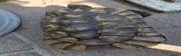 Tortoise reptiles for sale: Female Spur Thigh Tortoise  - Advert 2