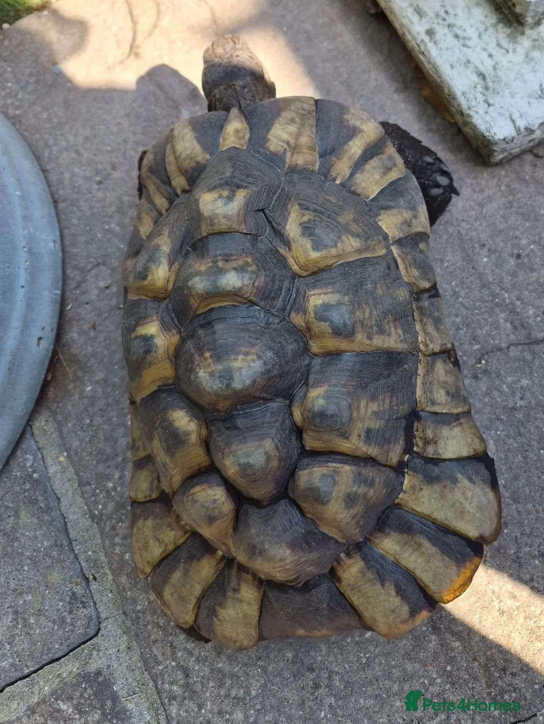 Tortoise reptiles for sale: Female Spur Thigh Tortoise  - Advert 2