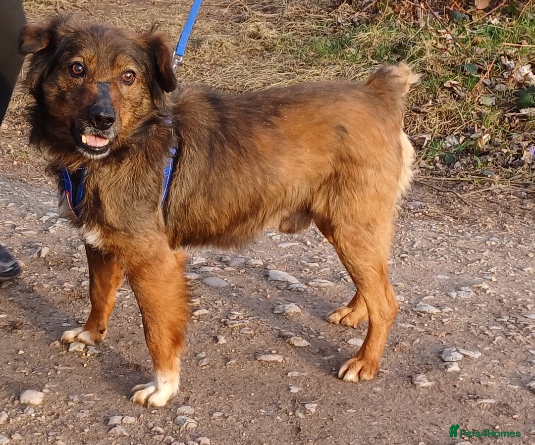Mixed Breed dogs for adoption: Meet Charlie - a Lovely old boy, for a loving Home - Image 1