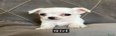 Chihuahua 4
