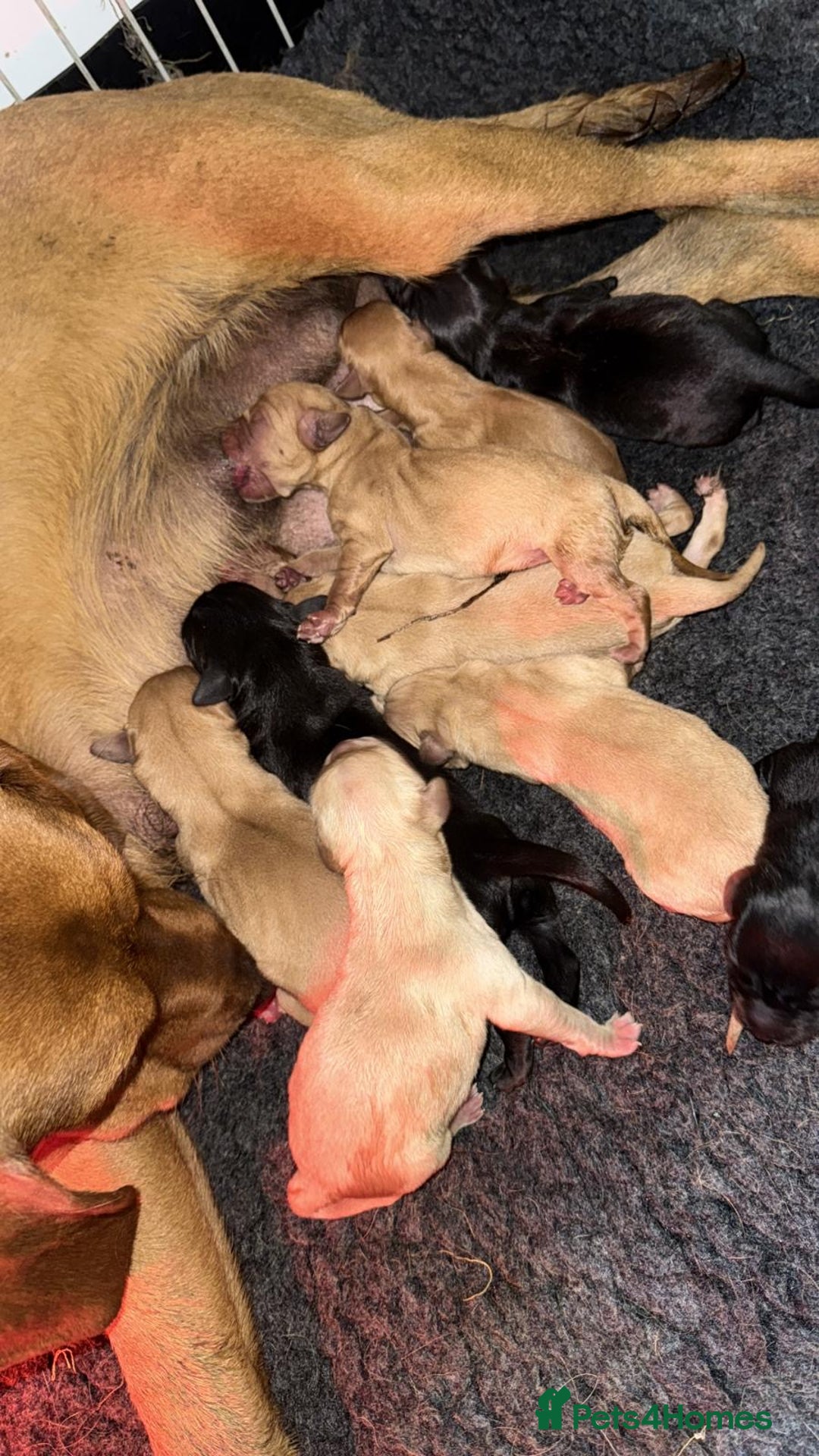 Labrador Retriever dogs for sale: beautiful litter of labradors - Image 2