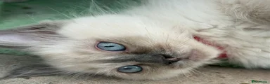 Ragdoll 5