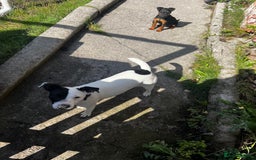 Mixed Breed dogs for sale: Jack Russell 8 months old stunning  - Image 6