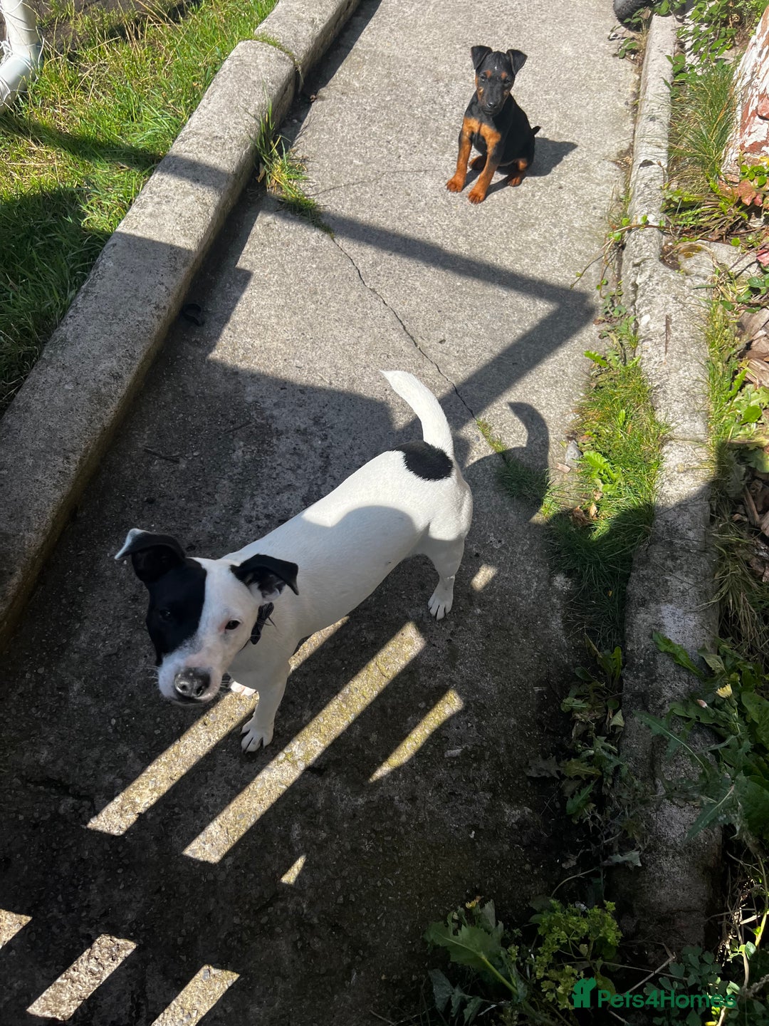 Mixed Breed dogs for sale: Jack Russell 8 months old stunning  - Image 6