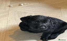 Labrador Retriever dogs for sale: Stunning Labrador puppies ready Wednesday!!! - Image 3