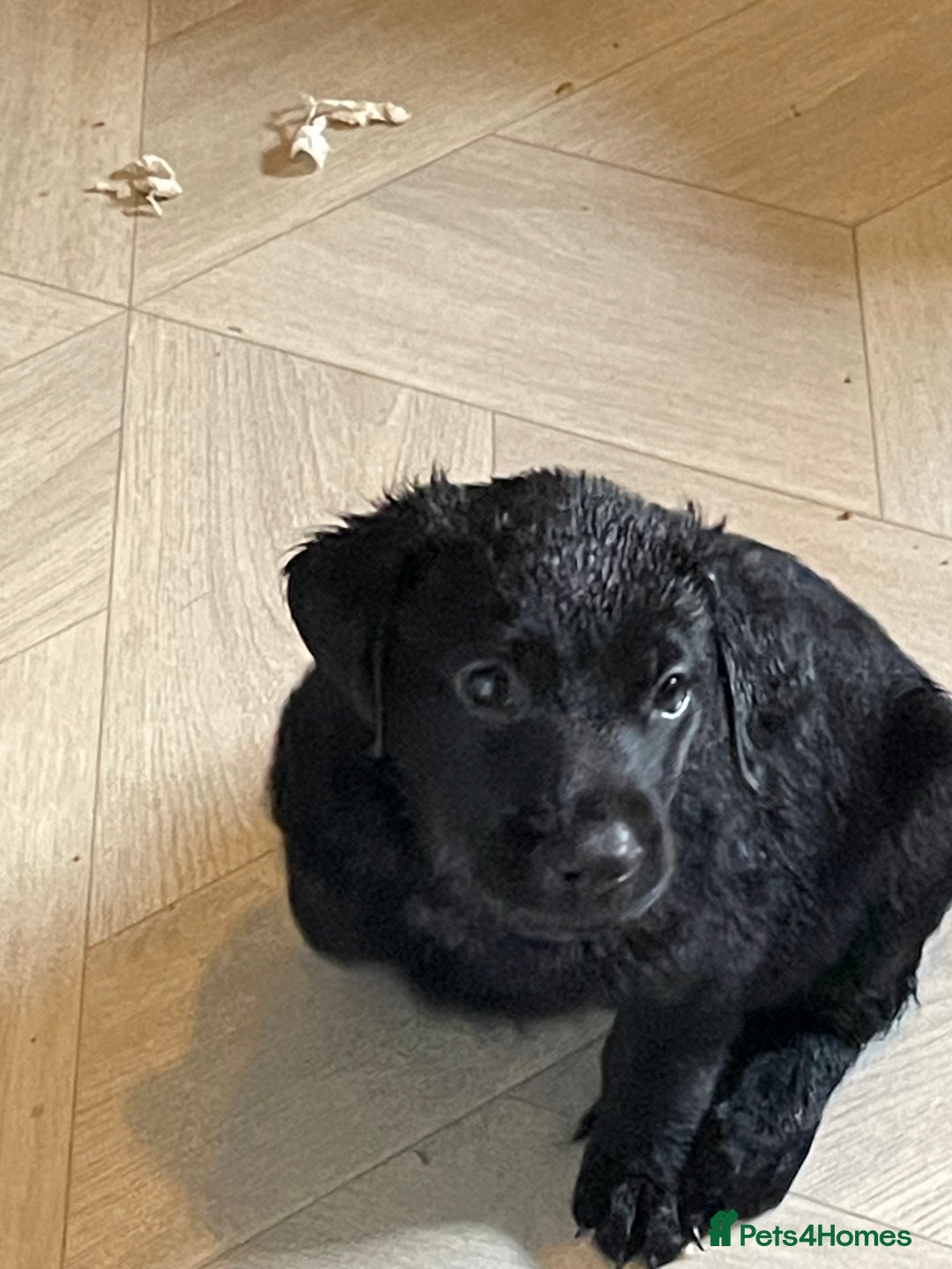 Labrador Retriever dogs for sale: Stunning Labrador puppies ready Wednesday!!! - Image 3