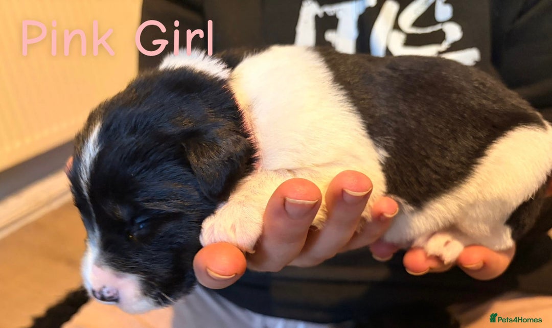 Mixed Breed dogs for sale: Border collie mix pups - Advert 16