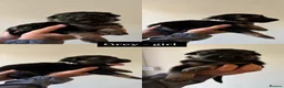 German Shepherd dogs for sale: German shepherd puppies in Sheffield - Advert 24