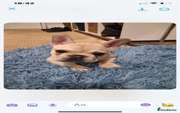 French Bulldog dogs for sale: 2 beautiful French bulldog puppies - Advert 7