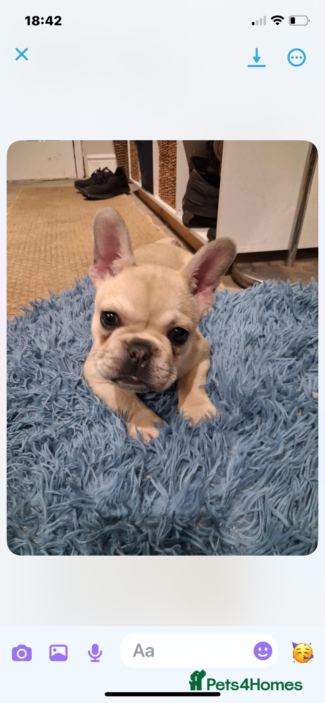 French Bulldog dogs for sale: 2 beautiful French bulldog puppies - Advert 7