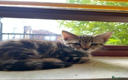 Maine Coon cats for sale: Adorable Kittens - Image 19
