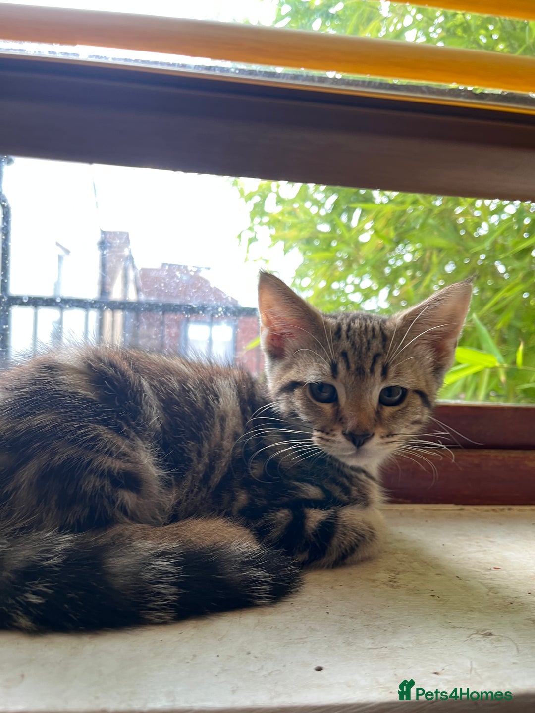 Maine Coon cats for sale: Adorable Kittens - Image 19