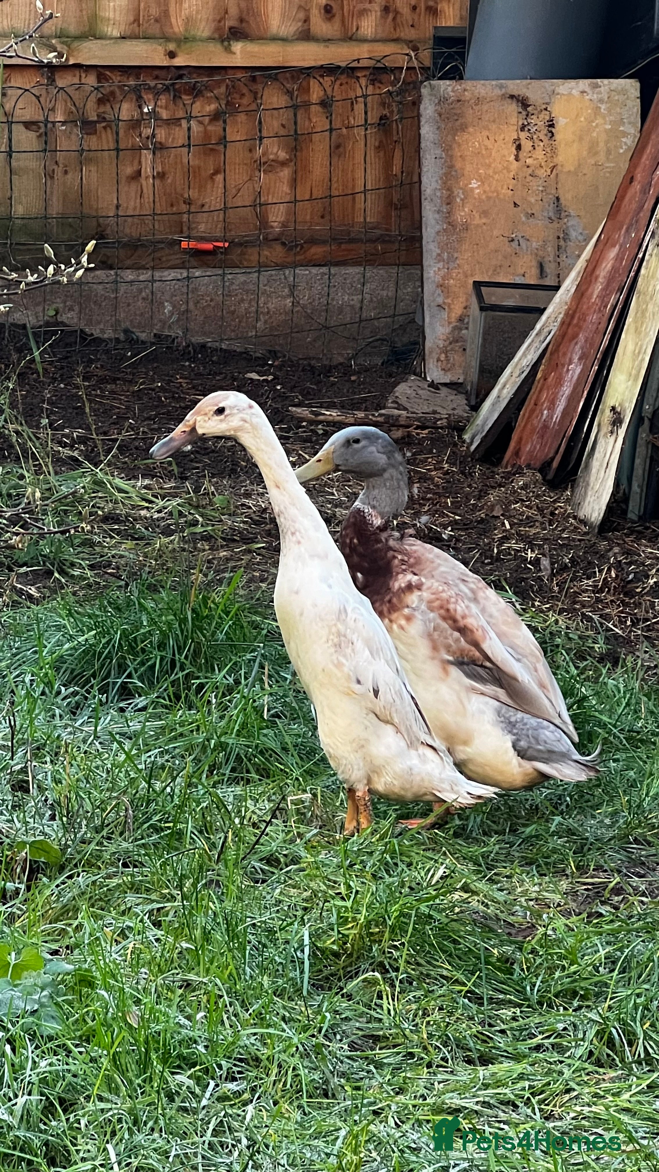 Ducks poultry 2 Runner ducks  - Advert 1