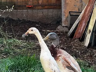 Ducks poultry 2 Runner ducks - Advert 1