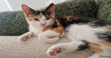 Domestic Shorthair cats - Advert 4