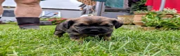 Border Terrier dogs for sale: Border Terrier Puppies - Advert 8
